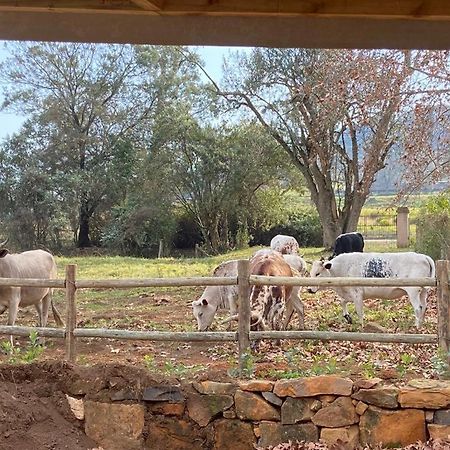 Yellowwoods Farm - Willoughbys Cottage And Old Stables Cottage Curryʼs Post エクステリア 写真
