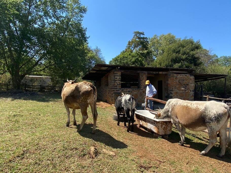 Yellowwoods Farm - Willoughbys Cottage And Old Stables Cottage Curryʼs Post エクステリア 写真